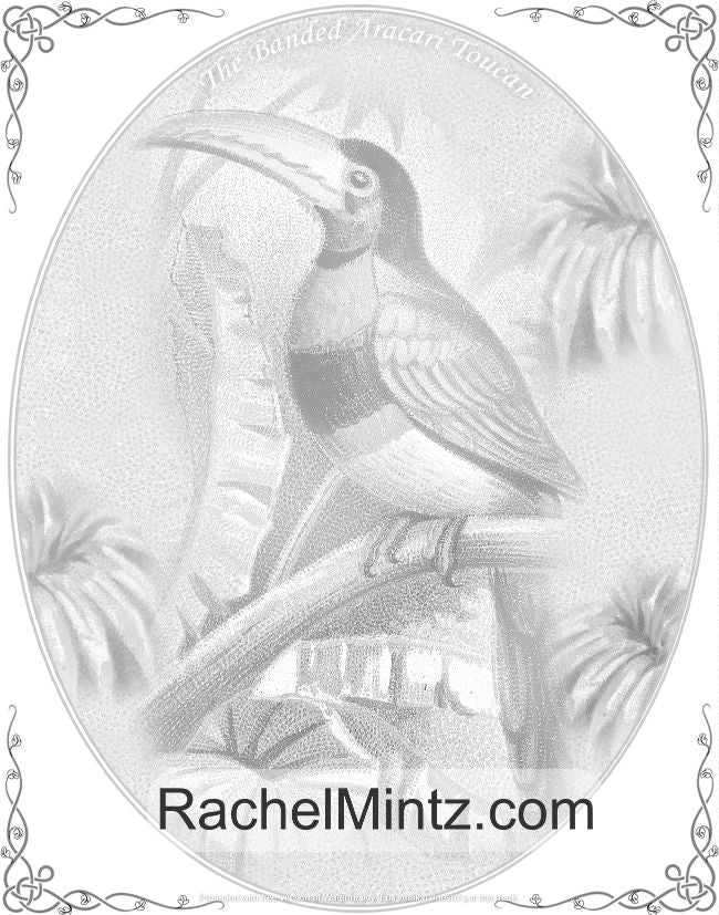 Vintage Birds - Tropical Beauty Grayscale Coloring Book (Digital PDF Book) Rachel Mintz
