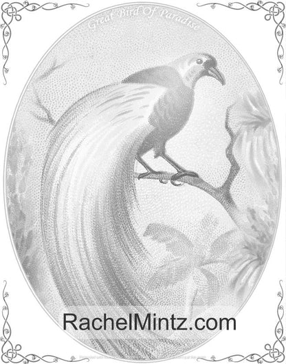 Vintage Birds - Tropical Beauty Grayscale Coloring Book (Digital PDF Book)